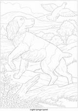 Coloring Springer Pages Spaniel English Horse Doverpublications sketch template