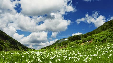 groene heuvels met witte bloemen