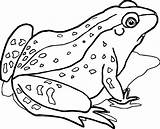 Frog Coloring Pages Realistic Crazy Waiting Animal Getcolorings Wecoloringpage Color Jumper Trend sketch template