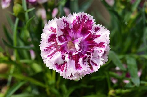 carnation flower  photo  freeimages