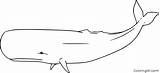 Sperm Coloringall Mammal sketch template