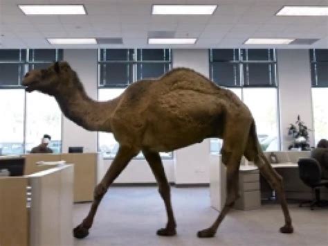 Geico Shows You Why Camels Love Wednesdays Ad Age