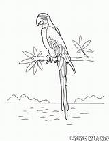 Guacamayos Macaw Araras Macaws Aves Aras Colorir Colorkid Imprimir Uccelli Fliegen Oiseaux Coloriage Coloringbay Colorier Coloriages Ary sketch template
