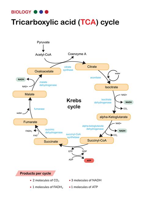 biology diagram show pathway  citric acid  krebs  tca cycle