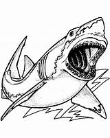 Shark Coloring Pages Sharks Color Print sketch template