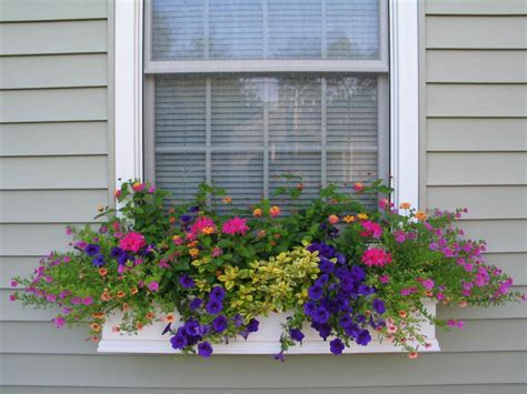 minnesota flower window boxes   For the Home   Pinterest  