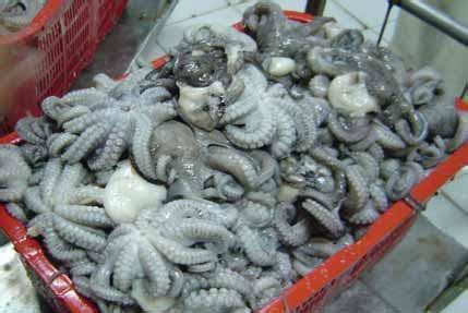 indonesia ekspor gurita  meksiko senilai rp  miliar jatengdailycom