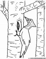 Woodpecker Coloring Pages Tree Birch Kids Printable Drawing Color Template Getcolorings Robin Getdrawings sketch template