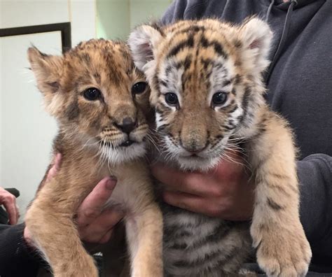 Lion And Tiger Cub Celebrate First Birthday At Six Flags