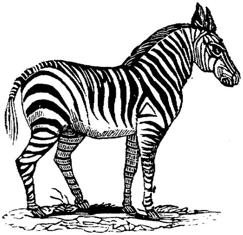 coloring page zebra