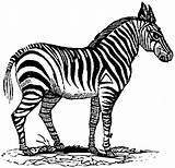 Zebra Coloring Pages Head Cliparts Template sketch template