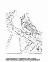 Cardinal Coloring Printable Pages Northern Designlooter 2550 1074 3300px 57kb Color Getdrawings Getcolorings sketch template