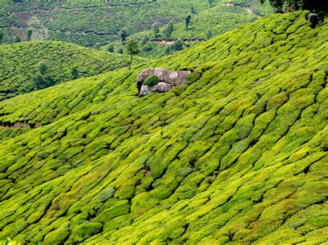 Munnar India 10 Tea Plantation