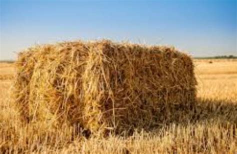 hay making    good quality farmkenya initiative