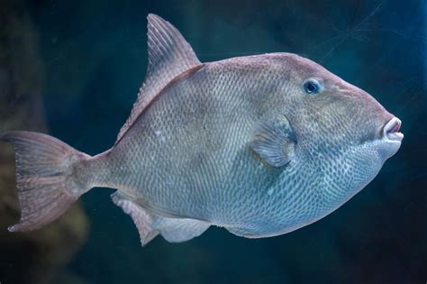 triggerfish facts  aquarium care information