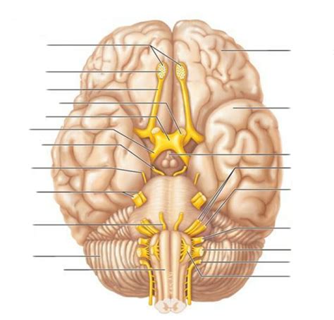 diagram cranial nerves diagram quizlet