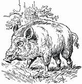 Boar Coloring Pages Getcolorings Stripes Bad Case sketch template