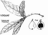 Loquat Fruit Grow Loquats Fresh Drawing Eaten Aromatic Refreshing Zealand Many Well Parts sketch template