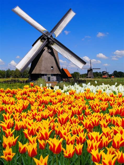 dutch windmills  tulips stock photo image