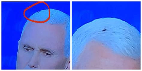 The Fly On Mike Pence S Head Won The Vice Presidential Debate And Our