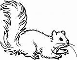 Squirrel Coloring Pages Flying Cliparts Clipart Template Northern Library Sketch Kids Animals Favorites Add sketch template
