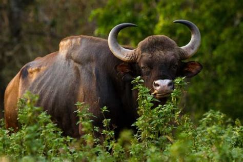 number of indian bison up in chitwan national park news and events
