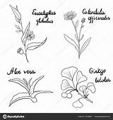 Plantas Medicinales Hierbas Ilustracion Calendula Depositphotos sketch template