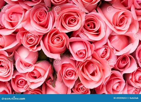 Pink Rose Flower Bouquet Stock Image Image Of Lovely 49359653