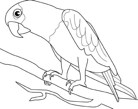 cute bird coloring pages
