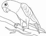 Coloring Pages Parrot Bird Birds Animals sketch template