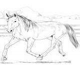 Coloring Pages Horse Warmblood Dutch Print sketch template
