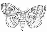 Coloring Pages Insect Butterfly Printable Moth Kids Butterflies Pest Control Bugs Print Naples Summer Insects Color Coral Abc Getdrawings Results sketch template