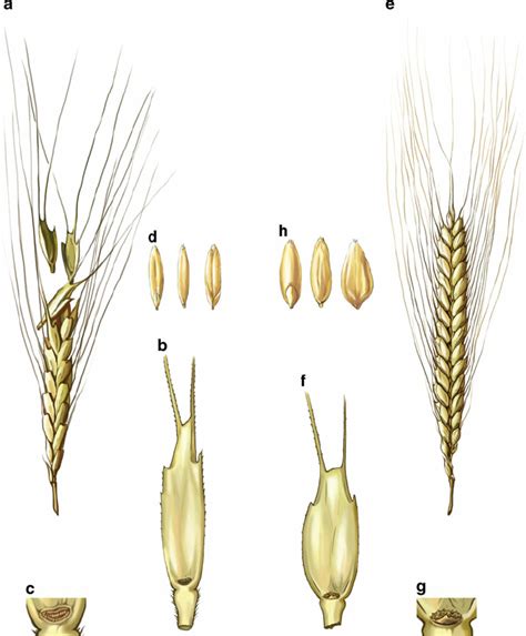morphological differences  wild  domesticated einkorn wheat  scientific