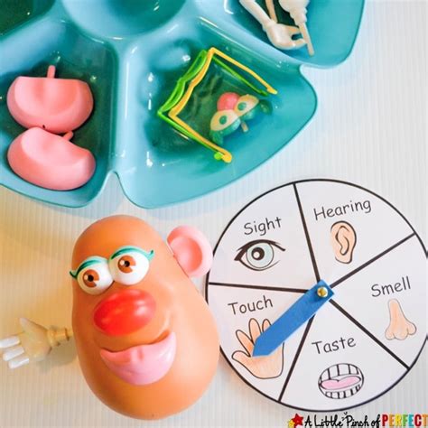 senses activity   potato head  printable