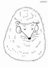 Hedgehog Sleeping Coloring Sweet Pages Cute Animals sketch template