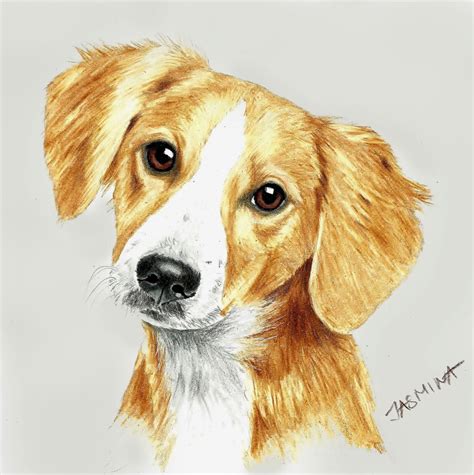 pencil drawing images animals  getdrawings