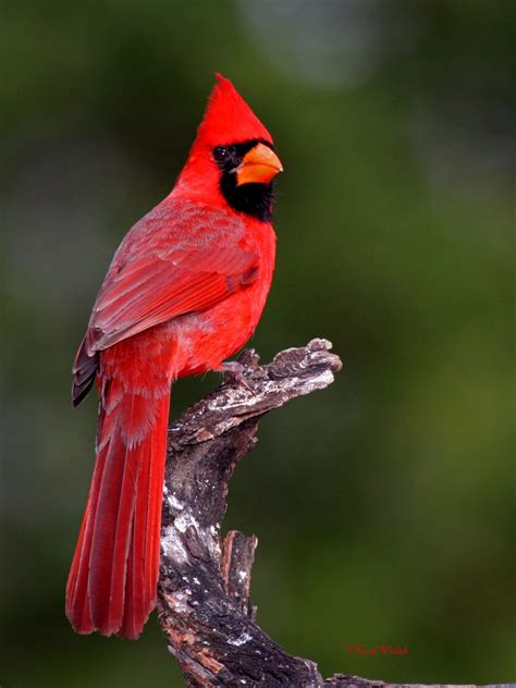 fred walsh  northern cardinal male