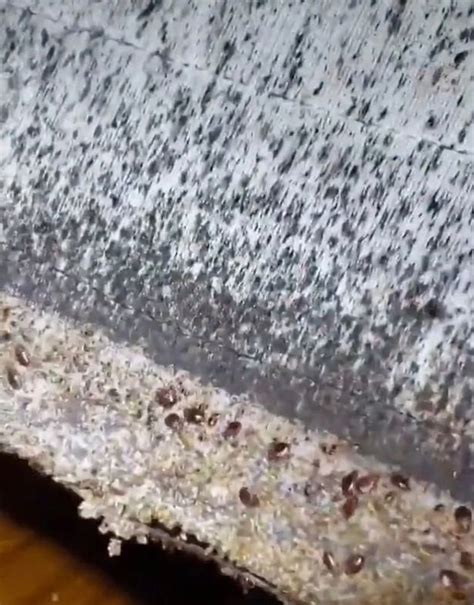 Worst Case Of Bed Bugs Ever Found On Mattress That Owner
