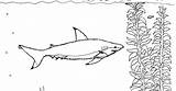 Blacktip Shark Reef Coloring Pages sketch template