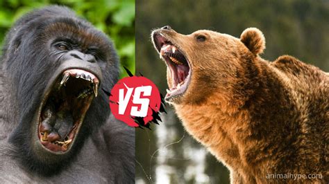 Silverback Gorilla Vs Grizzly Bear Fight Who Will Win