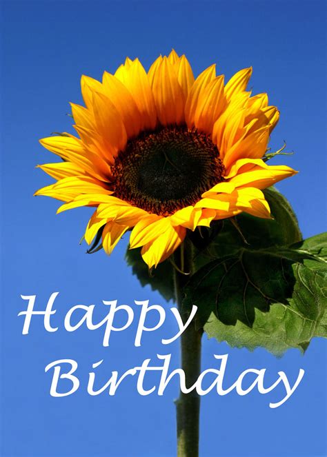 happy birthday images  sunflowers  happy bday pictures