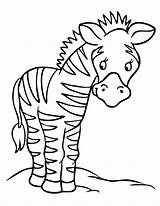 Zebra Coloring Pages Cute Print Baby Kids Zebras Printable Preschool Color Colouring Cartoon Animal Cliparts Clipart Coloring4free Clip Theme Drawing sketch template