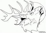 Elk Coloring Pages Head Deer Drawing Print Printable Moose Buck Bull Line Easy Patterns Clipart Drawings Wood Clip Template Adult sketch template