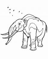 Coloring Mammoth Print sketch template