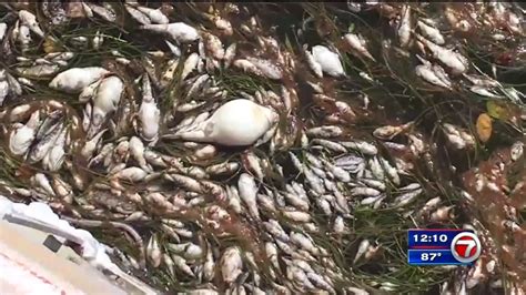 residents concerned  thousands  dead fish   biscayne bay wsvn news miami