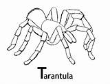 Tarantula Animales Amazonas Kolorowanki Bestcoloringpagesforkids Dzieci Spiders Inmaculada Colegio Concepción sketch template