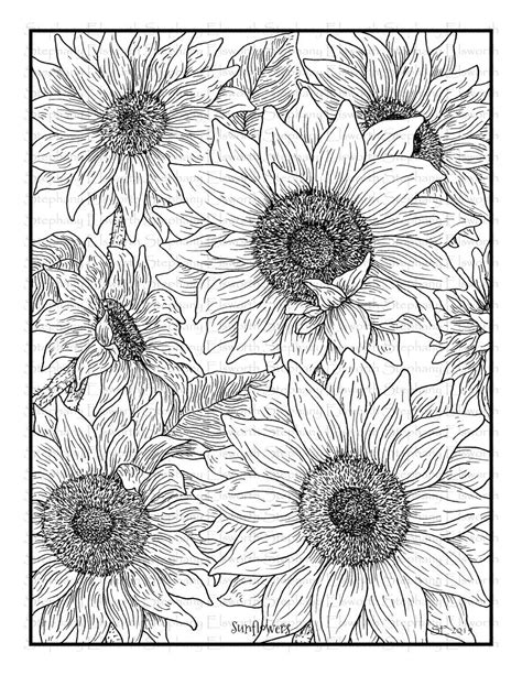 sunflower coloring page  adults