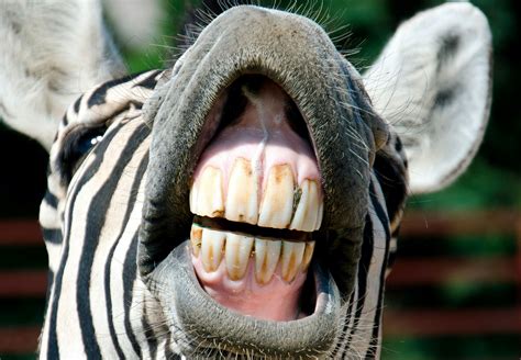 welk dier heeft de langste tanden wibnetnl