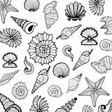 Shells Vector Drawn Hand Collection Ai Edit Ago Years sketch template