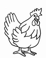 Hen Drawing Colour Chicken Coloring Pages Farm Kids Animal Printable Hens Drawings Outline Animals Little Cute Colouring Red Cooked Clipart sketch template